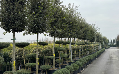 quercus ilex